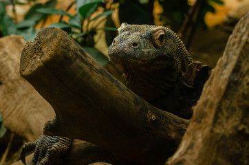 Komodo Dragon