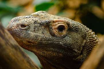 Komodo Dragon