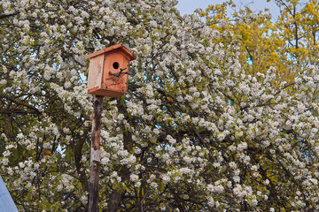 birdhouse in the blooming garden