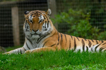 Amur Tiger