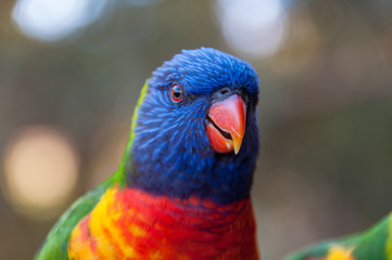 Rainbow lorikeet parrot bird close up portrait