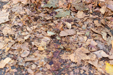 Feuilles mortes