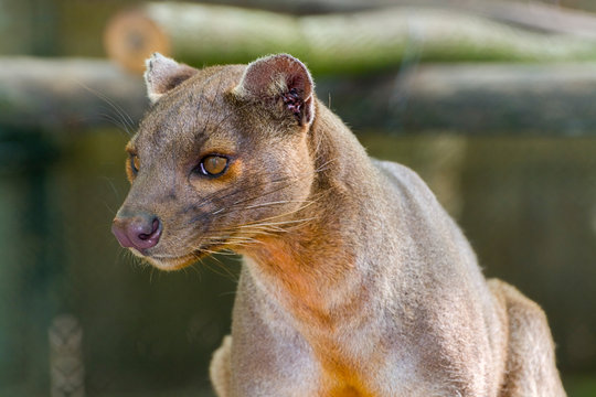The Malagasy Fossa