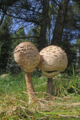 mazza di tamburo (Lepiota procera)