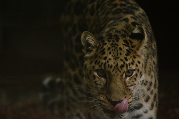 Amur Leopard
