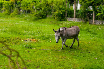 A pregnant donkey walks in a pasture