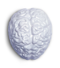 White Brain Top