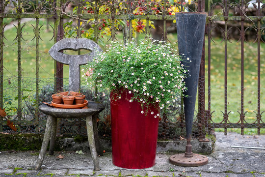 Blumen eines mexikanischen fleabane (Erigeron karvinskianus) neben einem vintage grunchy Stuhl mit Mund und mit kleinen Heidelbeerpflanzen in T&ouml;pfen