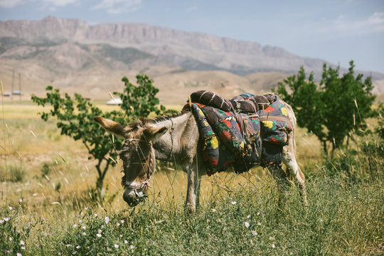 donkey with colorful saddle in uzbek countryside