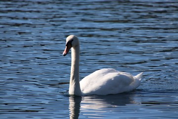 Obraz premium Swans swimming on peaceful reflecting blue water lake.