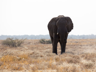 A giant african elephant