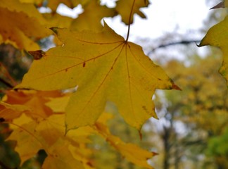 Naklejka na ściany i meble Gefärbtes Herbstblatt einer Eiche