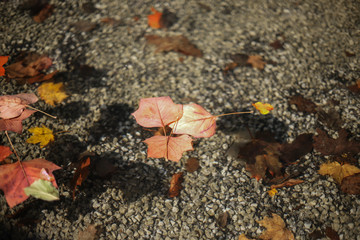 Autumn leaves floating on water