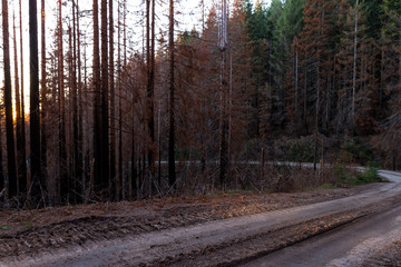 after a forest fire