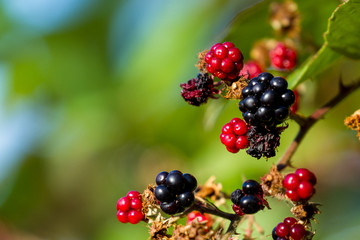 Blackberries on the vine