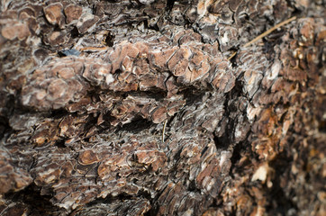 Bark