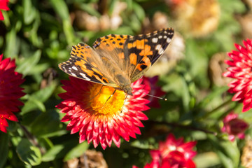 Butterfly in a flower