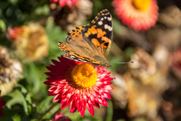 Butterfly in a flower