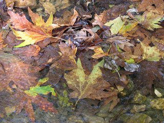 Desktop nature background - Autumn leaves floating on a river
