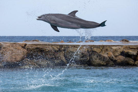 Delfin-Sprung