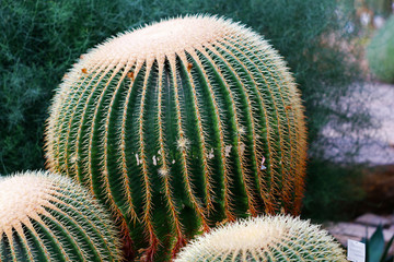 Echinocactus grusonii