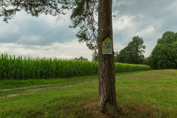 Baum mit Maisfeld