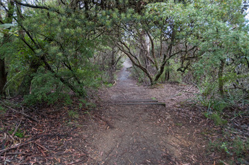 Naklejka na ściany i meble Path, hiking trail in forest in Australia