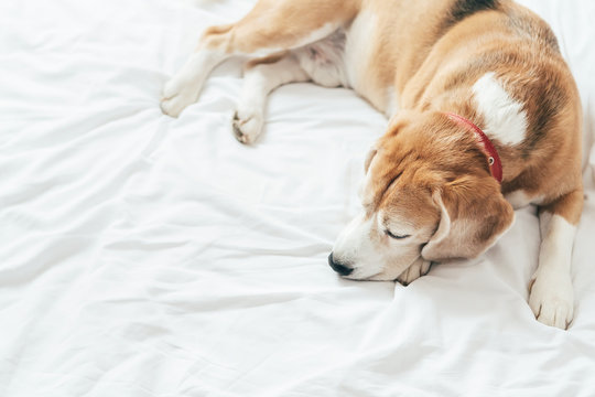 A top view of the beagle dog sleeps on the clear white bed sheet