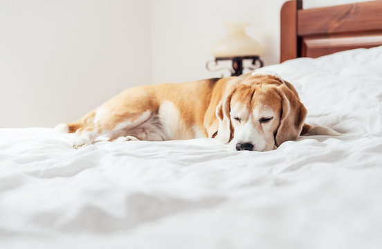 Beagle dog sleeps on his owners white clear bed