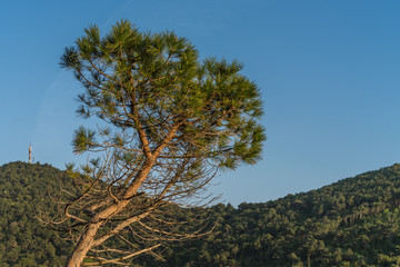 Single pine tree on the rocky Croatian coast