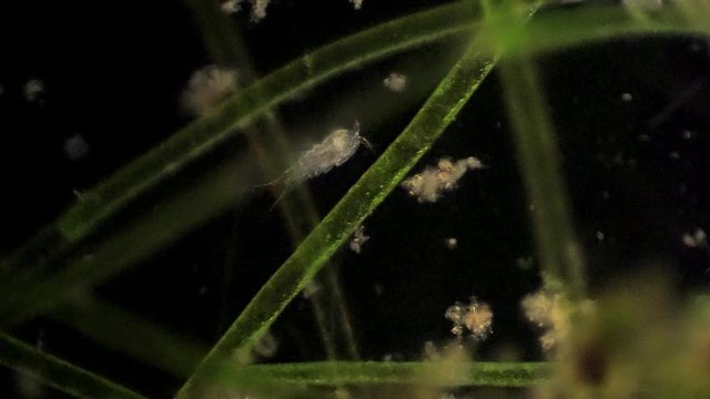 A microscopic copepod feeds.