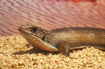 Gerrhosaurus major or Sudan plated lizard