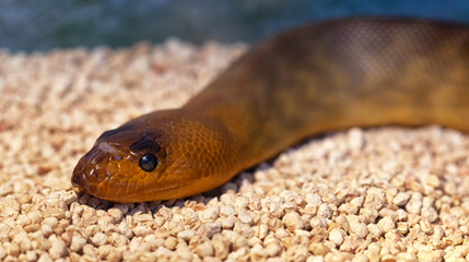 Fototapeta premium Argyrogena fasciolata or Banded Racer snake