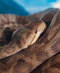 Corallus Hortulanus or Amazon Tree Boa