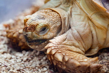 African spurred sulcata Tortoise Geochelone sulcata