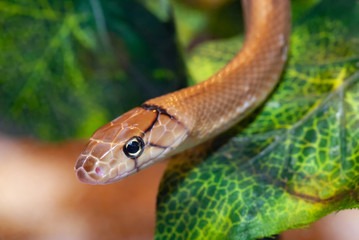 Indonesian jewelry snake or Coelognathus subradiatus.