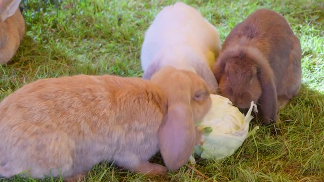 20780_Three_furry_rabbits_eating_the_raw_cabbage.mov