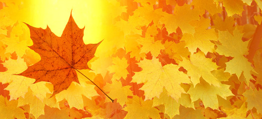 autumn background of maple leaves red yellow leaves sun