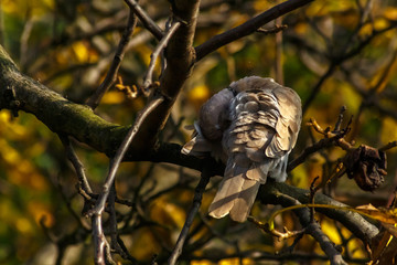 Pigeon on the branch autumn day in forest