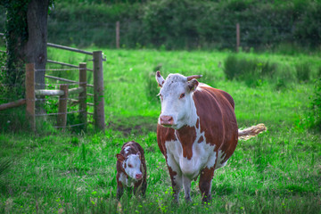 Closeup of very beautiful photo of Baby calf walking with mother cow in a green farm field in springtime