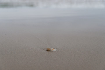 Close up of seashell in sand with waves on the background