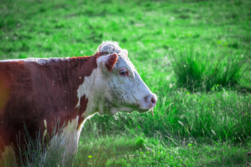 Naklejka na ściany i meble Side view Closeup of brown cow standing and looking around in a green farm field in springtime