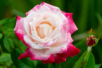 Wild and oganic rose flower, pink, love, tropical, fresh, romantic. Rosaceae