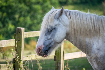 Closeup of Beautiful white horse  standing in meadow and eating grass  in a green field in summertime alone