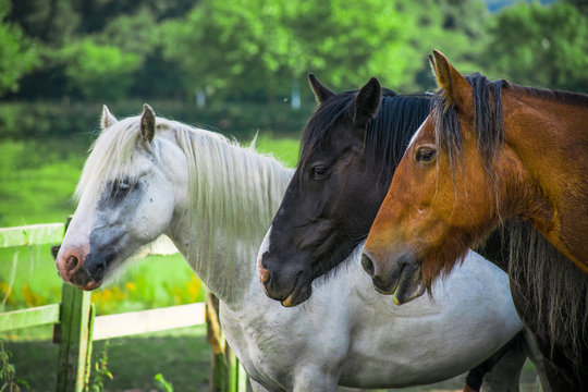 Beautiful closeup of Three brown, black and white horses side view in a green farm field looking around , very conceptual and colorful