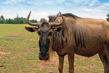 Wildebeests during great migration across the Serengeti of Africa horizontal
