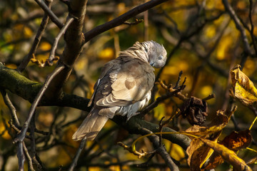 Pigeon on the branch autumn sunny day in forest