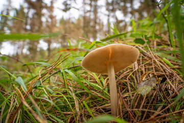 Buscando setas en Otoño