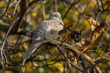 Pigeon on the branch autumn sunny day in forest