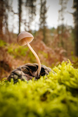 Buscando setas en Otoño